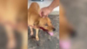 Cachorro agredido no bairro Pequis