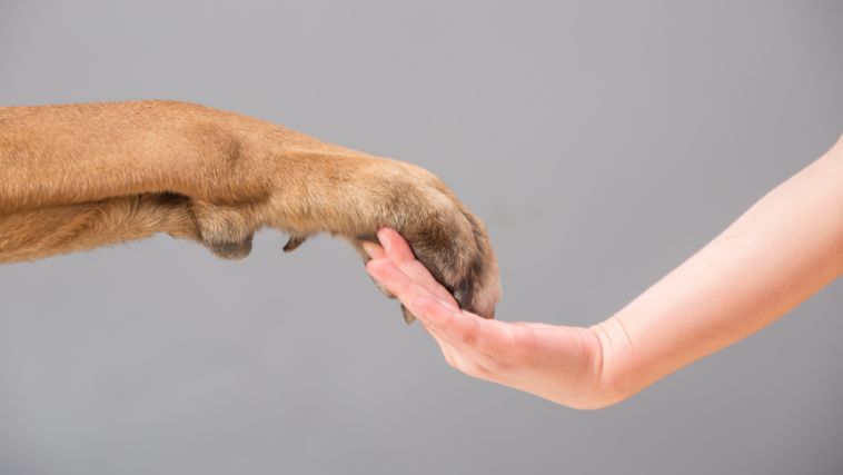 Cão divórcio