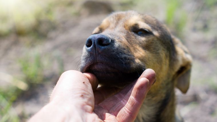 Cão com condição rara