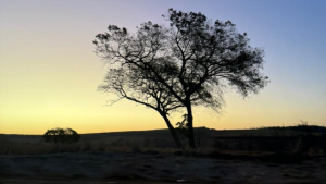 Árvore do cerrado