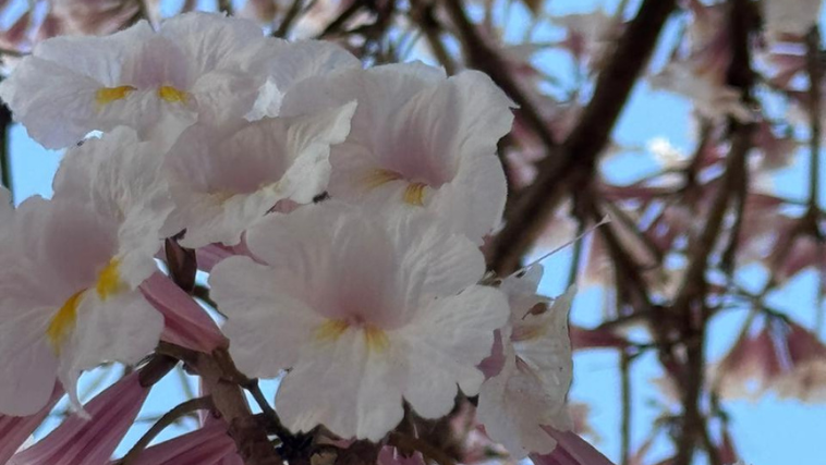 Flores de ipê branco