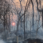 Incêndio no Parque Estadual do Pau Furado