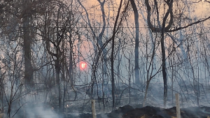 Incêndio no Parque Estadual do Pau Furado