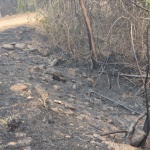 Incêndio no Parque Estadual do Pau Furado