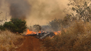 Incêndio no Parque Estadual do Pau Furado