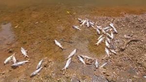 Morte de peixes no Rio Paranaíba