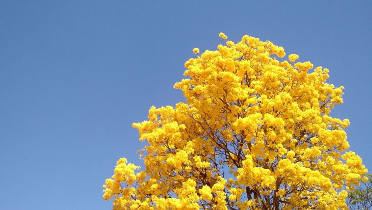 Flor amarela