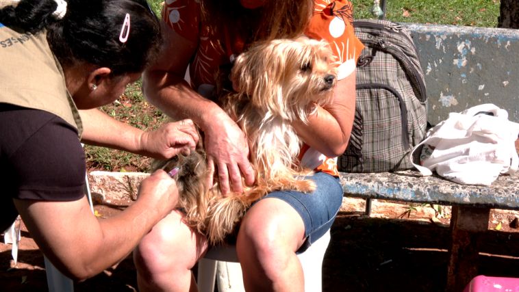 Vacinação é essencial para prevenir a raiva animal