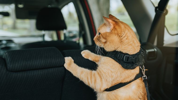 Uber Pet disponível