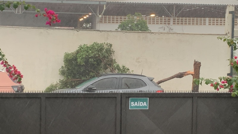 Árvore cai em carro durante temporal em Uberlândia