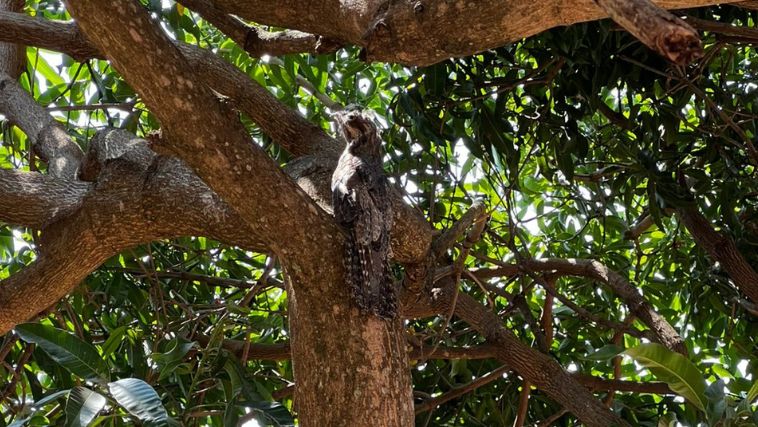 Urutau resgatado em Araguari