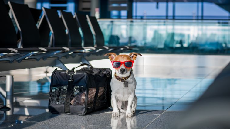 promovendo mais segurança para pets em voos e tranquilidade para seus tutores