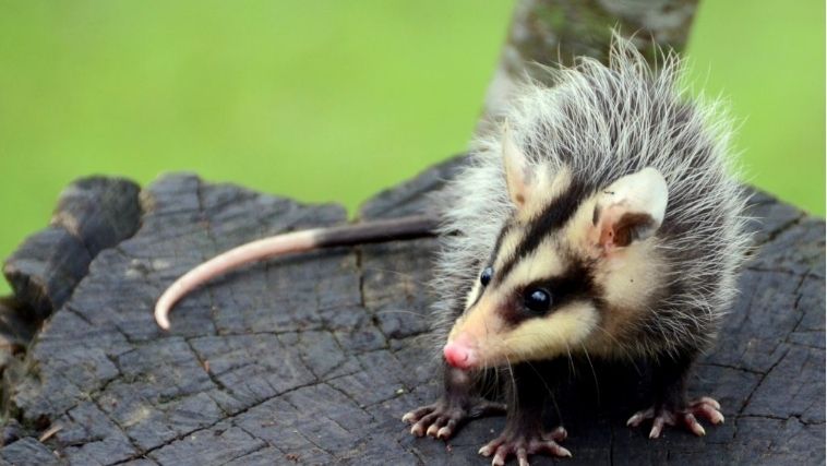 Didelphis albiventris – Saruê / Crédito: reprodução Fauna Digital / Elisa Ilha