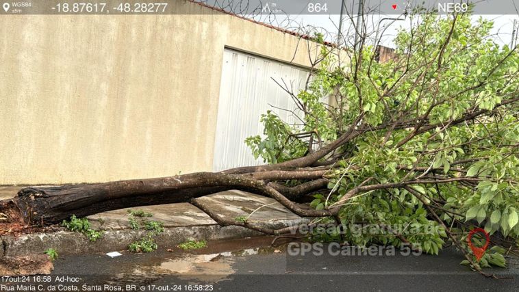 Chuva em Uberlândia derrubou diversas árvores- Crédito: Redes Sociais