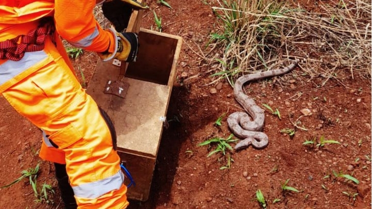 Bombeiros são acionados para capturar serpentes em Uberlândia, Sacramento e Araxá 