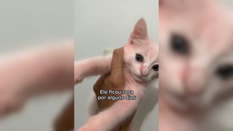 gatinho da barbie 