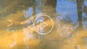 Perereca pega carona em peixe