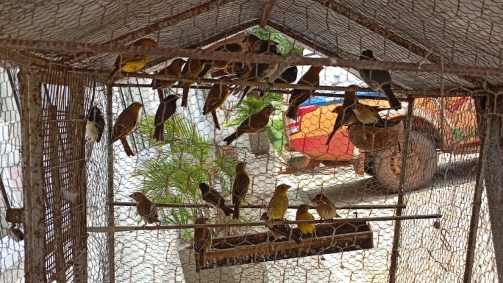 Aves-axará Aves presas em cativeiro em Araxá