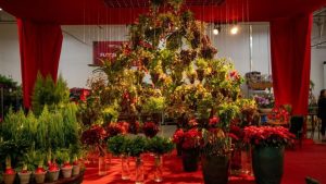 Mais de 500 espécies de plantas de todo o país serão expostas na Feira de Flores e Plantas - Crédito: