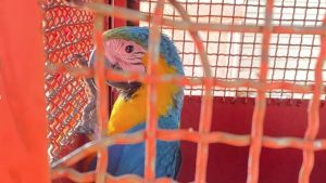 Arara é resgatada em iturama