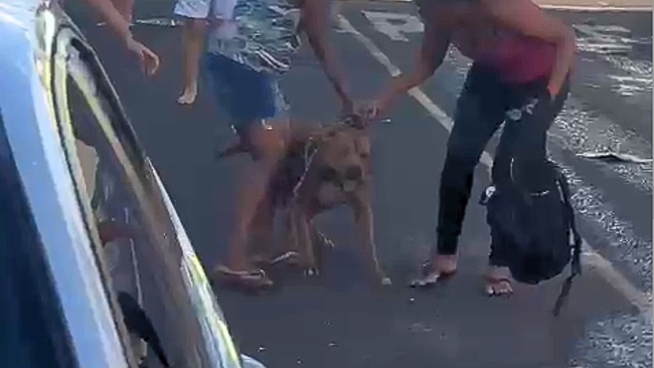 Pitbull