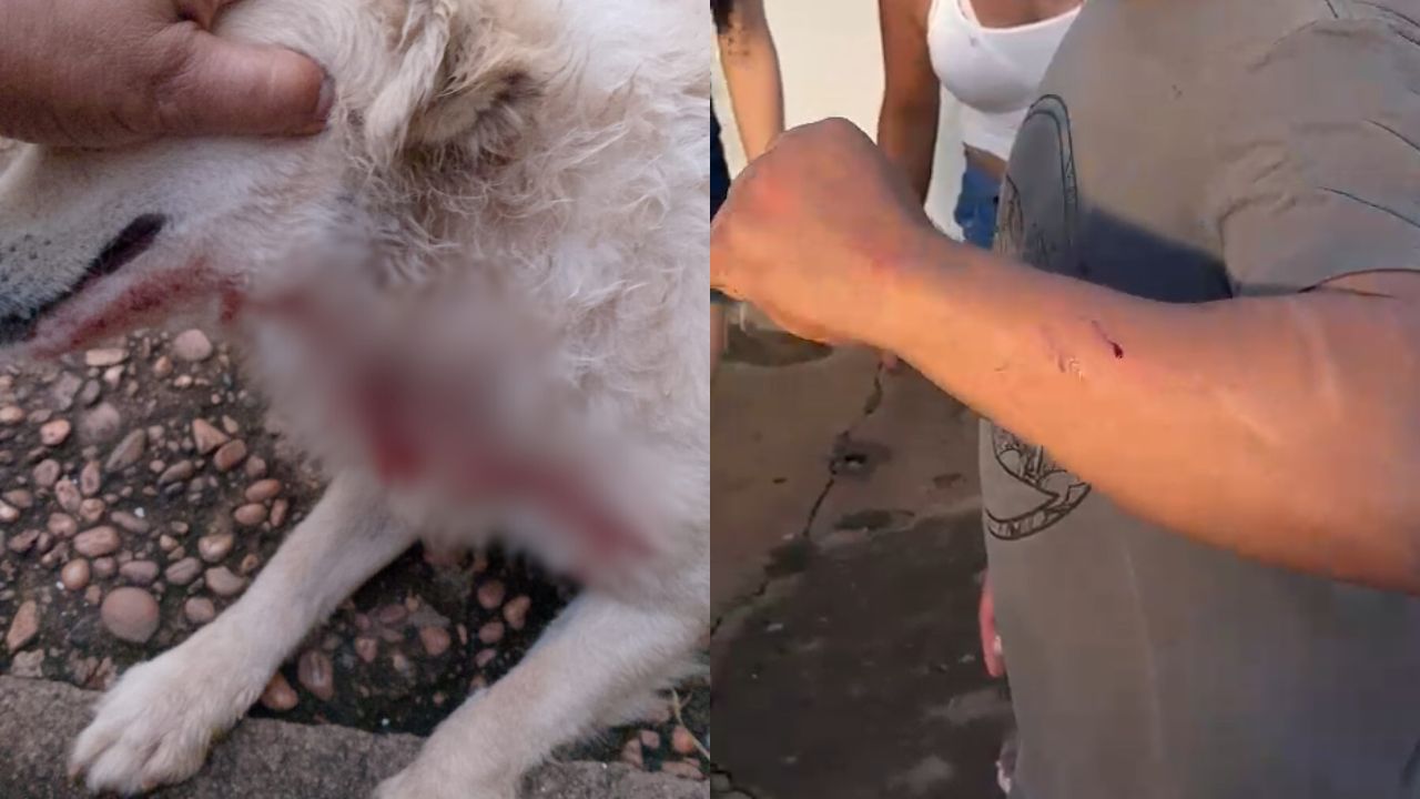 cachorro-pitbull Pitbull ataca outros cachorros