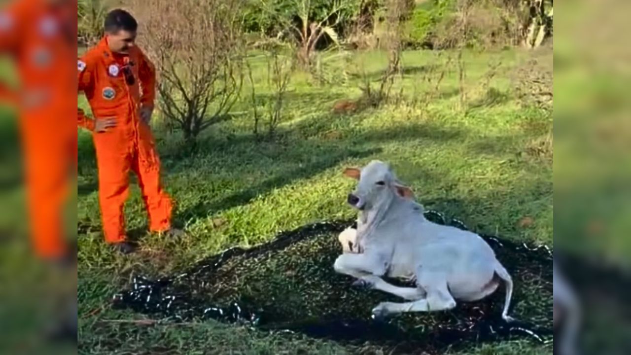 Militares realizaram resgate de animal no fim de semana.