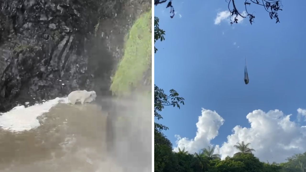 vaca presa em cachoeira