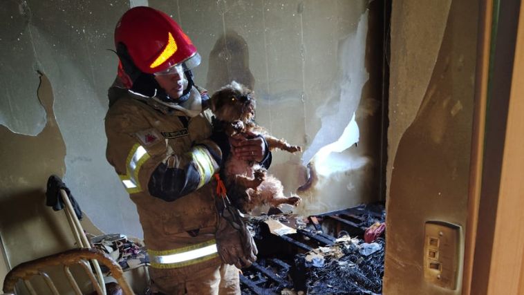 Bombeiros heróis salvam cães durante incêndio em apartamento em Uberaba