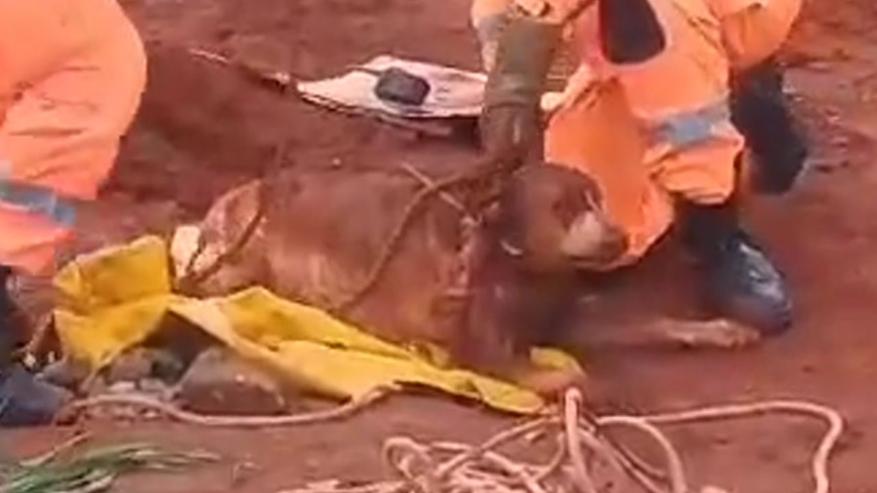 Cachorro cai em buraco