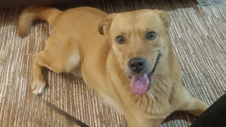 Cachorro Caramelo agredido por um facão