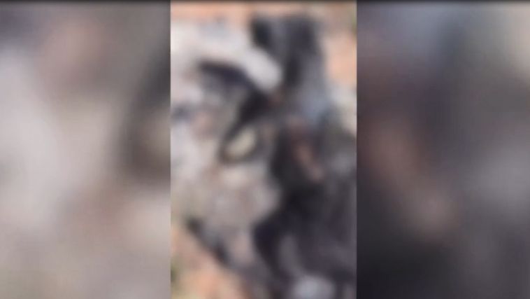 Cachorro carbonizado perto de cemitério em Ituiutaba - Crédito: Redes Sociais