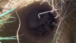Um cãozinho foi resgatado de um buraco na tarde desta segunda-feira (25), em Lagoa Formosa