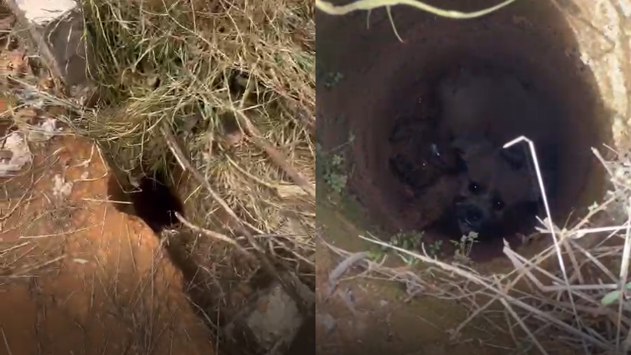 Cãozinho caiu em buraco com 50 centímetros de diâmetro e 4 metros de profundidade