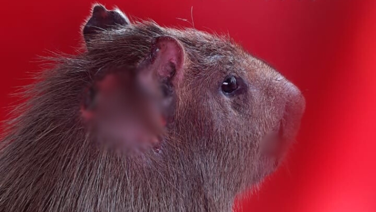 Ferimentos da capivara apresentavam miíase Ferimentos da capivara apresentavam miíase