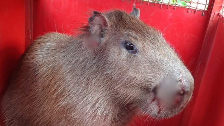 Capivara se encontrava na área externa de uma fábrica Capivara se encontrava na área externa de uma fábrica