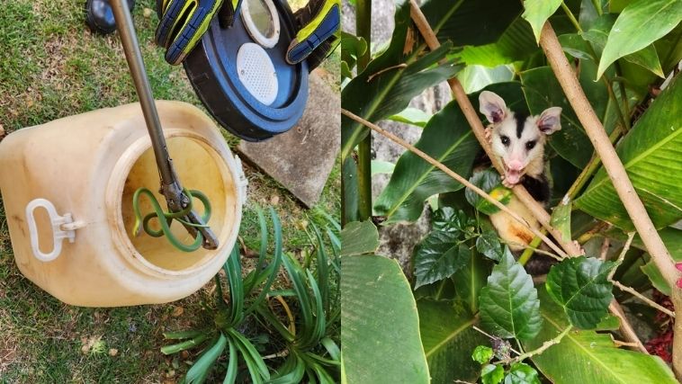 Bombeiros capturam cobra e gambá na zona urbana de Araxá