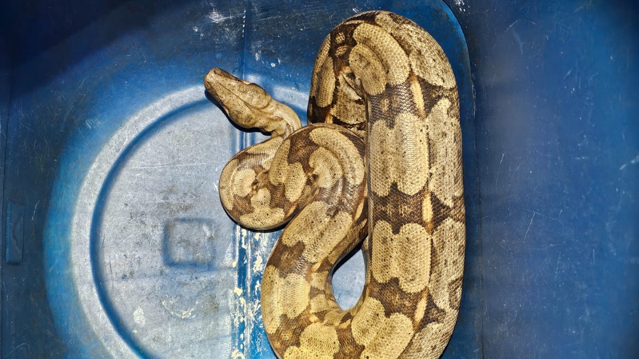 Cobra de 1,4 metros foi encontra no centro de Uberlândia