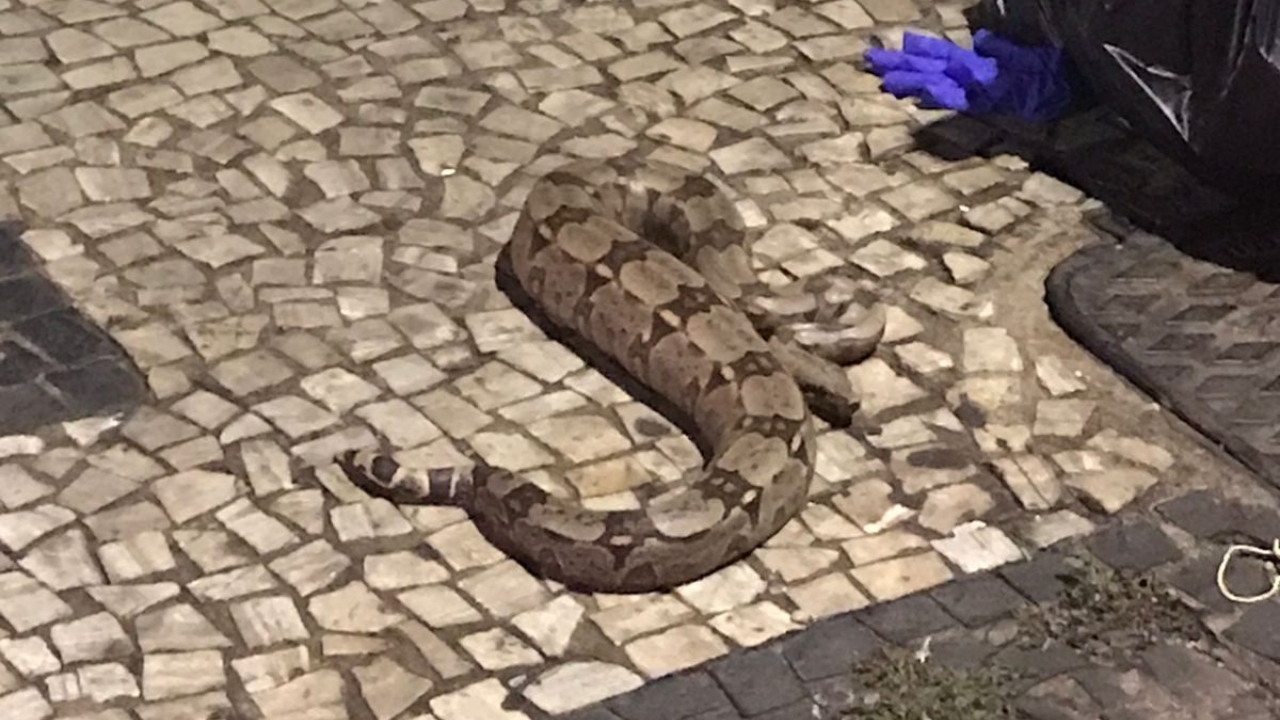 Cobra estava próximo à Praça Tubal Vilela, no Centro