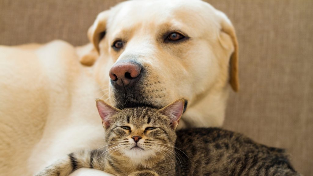 Pets juntos. Cão e gato.