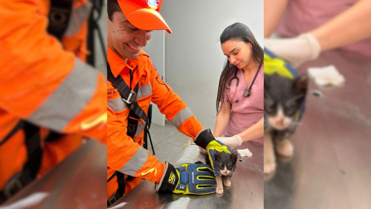 Filhote de gato recebendo atendimento médico