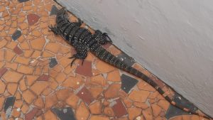 teiú em corredor de casa