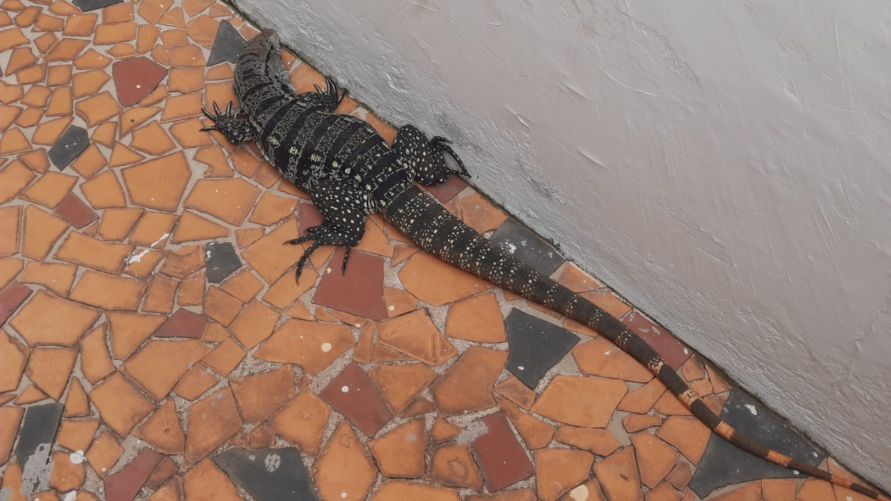 teiú em corredor de casa