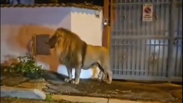 Leão em Uberlândia é falso