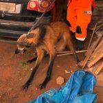 Resgate de lobo-guará em Tupaciguara chama atenção