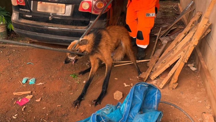 Resgate de lobo-guará em Tupaciguara chama atenção