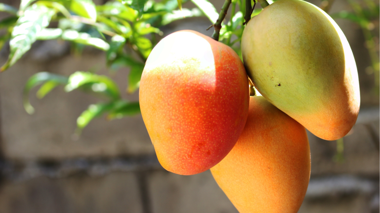 três frutos de manga na magueira três frutos de manga na magueira