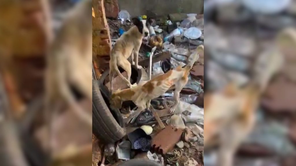 Cães resgatados