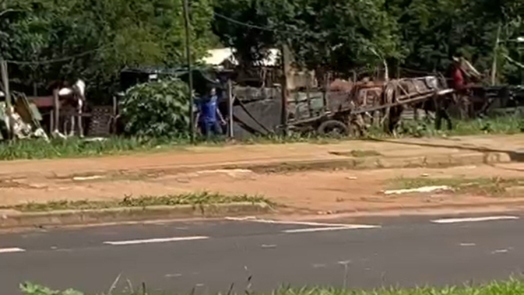 cavalo é chicoteado