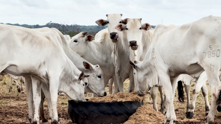 Com a nutrição fetal, os cuidados se iniciam antes da formação do feto